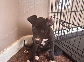 Whippet pups for sale