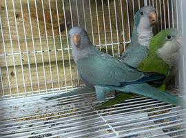 Quakers pair and young