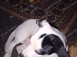 Rehome