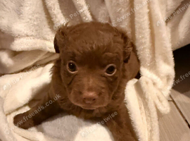 Chihuahua with a drop of Yorkshire terrier