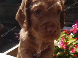 Stunning litter of working cocker spaniels *3 boys now sold