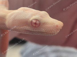Albino motley het lepard vpi