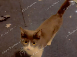Kittens for sale