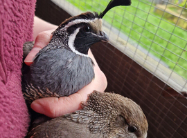 Hatching Eggs and quail chicks