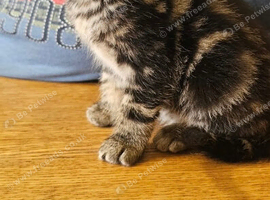 Kittens