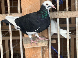 Black 2026 pied racing pigeon RPRA ring