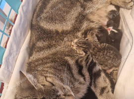 5 litle kittens for sale