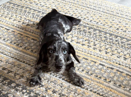 trixie gorgeous fully vaccinated