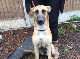 Dog needing for forever home