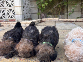 Poodle mix