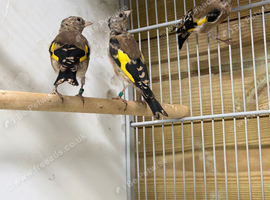 Young goldfinch males & females