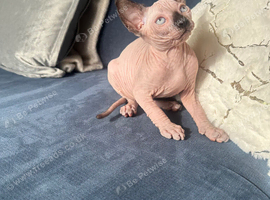 *REDUCED*Canadian Sphynx kitten