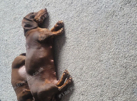Dachshund bitch