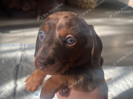 REDUCED***4 stunning sizzling sausage boys