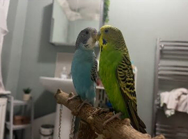 2 hand tamed budgies