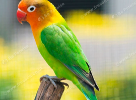 Breeding male Lovebird