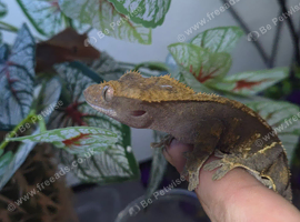 Crested Geckos for sale