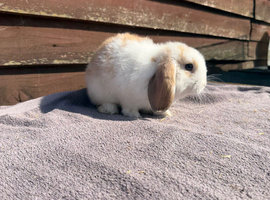 Mini lops