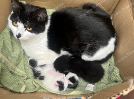 8 week old kittens