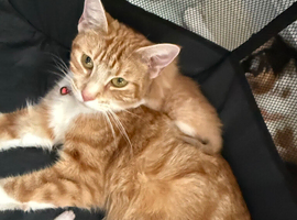 Stunning ginger and white kitten