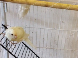Pair Cream Kakarikis