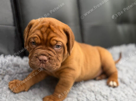 KC Registered Dogue de Bordeaux pups with champions