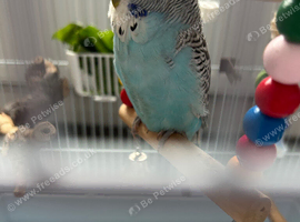 English male budgie