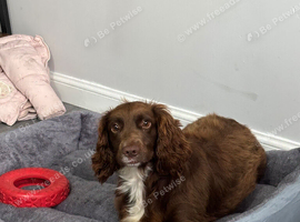 Female spayed sprocker