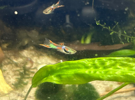 Guppies