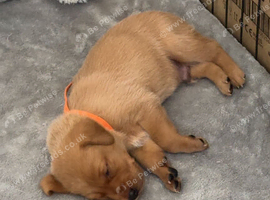 Puppies for sale