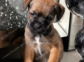 Stunning Border Terrier Puppies