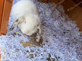 Baby lops for sale