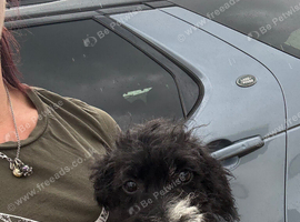 Last one left! beautiful jackapoo boys left