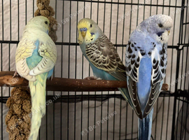 5 young budgies plus cage and accessories