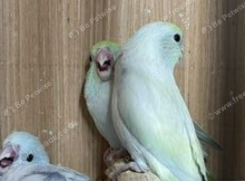 ive got 3 un sexed baby parrotlets