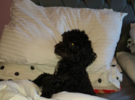 Male poochon puppy