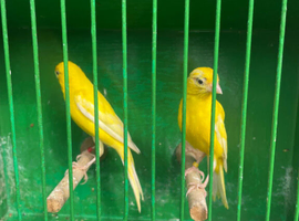 Raza canaries for sale