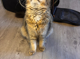 LONGHAIR&SHORTHAIR 4 MONTHS️