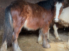 Stunning mare cob 8 mths old well marked