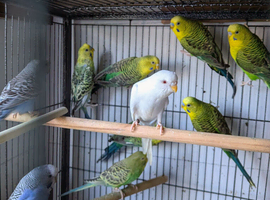 Bw/ bf budgies