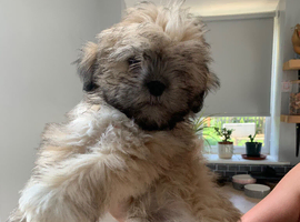 Adorable Lhasa Apso Boy puppies for sale