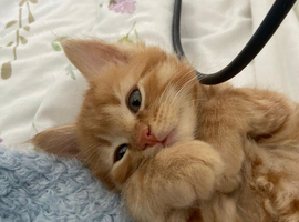 Adorable Kittens &ndash; &pound;450 Ginger | &pound;200 Black & Tortoiseshell&ndash; Looking for Loving Homes