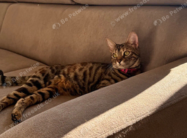 Bengal/tabby kittens