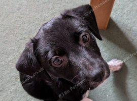 Patterdale X Welsh collie