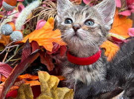 RAGDOLL MIX KITTENS