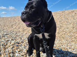 Cane Corso 5 1/2 years old