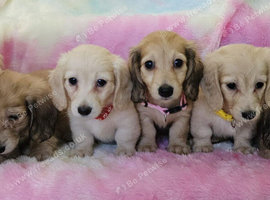 Mini long haired cream dachshund READY NOW