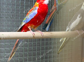 Rosella