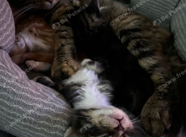1/2mainecoon/ragdoll mix