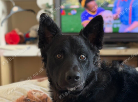 Handsome Collie &times; Shepsky Stud